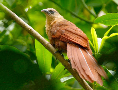 informasi tentang Burung Bubut Sulawesi