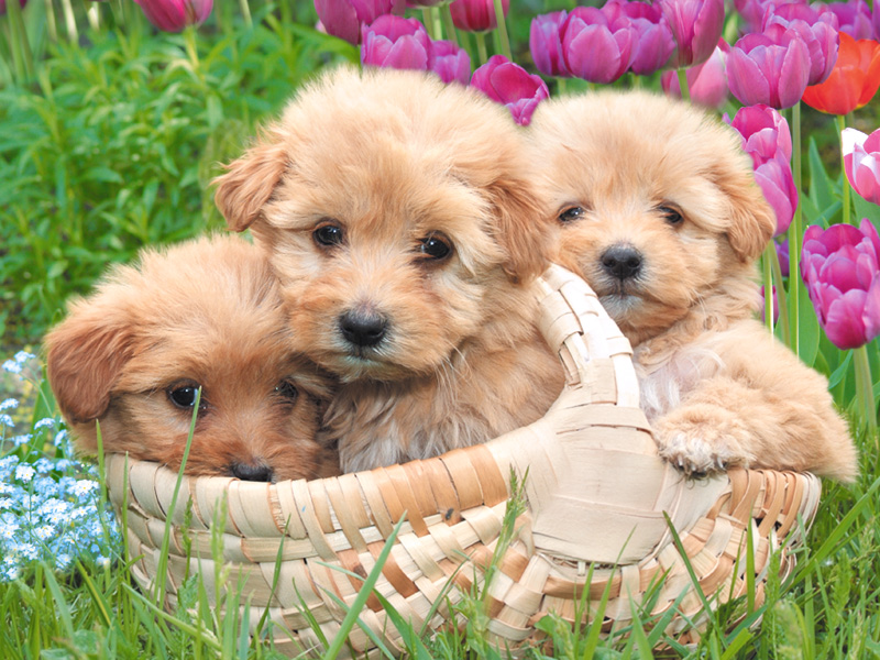 puppy desktop wallpaper. hot cute puppies wallpapers