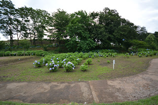 荻窪公園の紫陽花2014_2