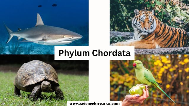 संघ कॉर्डेटा (Chordata) : परिचय एवं परिभाषा, लक्षण, उत्पत्ति|hindi