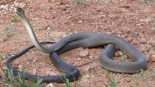 Black Mamba Snake Facts in Sub-Saharan Africa