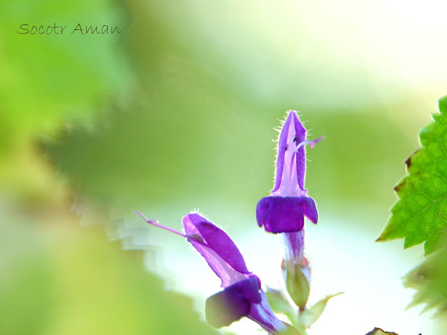 Salvia glabrescens