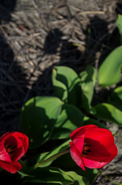 dutch tulips