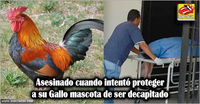 Asesinado cuando intentó proteger a su Gallo mascota de ser decapitado