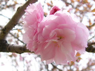 Gambar-gambar bunga sakura Yang Indah dan Cantik - Gambat ...