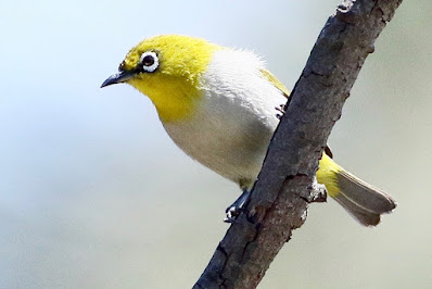 "Indian White-eye (Zosterops palpebrosus), a small and lively songbird. Distinctive yellow-green plumage with a white eye-ring. Foraging on a jacaranda tree without any leaves."."
