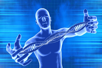   A sigla DNA significa, traduzindo para o português, ácido desoxirribonucléico. Por essa razão, é comum chamá-la de ADN. Essas moléculas se tratam de ácidos nucléicos e são encontradas, na sua maioria, no núcleo ou na região nucleóide da célula, sendo que também são encontradas nas mitocôndrias e nos cloroplastos.    Estrutura  O DNA se constitui de nucleotídeos. Esses nucleotídeos são polímeros constituídos de uma molécula de açúcar com cinco carbonos (pentose), um fosfato (mais especificamente, ácido fosfórico) e uma base nitrogenada. No caso do DNA, o açúcar referido se trata da desoxirribose e as bases nitrogenadas, que podem ser púricas ou pirimídicas, são a adenina, guanina, citosinae a timina. Nesse sentido, as duas primeiras são as púricas e as duas últimas as pirimídicas.    Após entender o que são os nucleotídeos, é necessário que se entenda a organização e a estrutura do DNA. A molécula de DNA é estruturada em cadeias, variando de organismo para organismo, como cadeia simples, dupla e, em raros casos, tripla.    O modelo de DNA humano atual propõe que os nucleotídeos se arranjam em duas cadeias complementares e antiparalelas girando em torno de um eixo. Assim, eles se dispõem aos pares e em cadeia dupla, sendo que suas ligações proporcionam uma disposição em hélice. Por essa razão, o modelo recebeu o nome de dupla hélice do DNA.    Para formar cada uma das cadeias ou fitas, os nucleotídeos se ligam por uma ligação fosfodiéster. Mais especificamente, o carbono 5 da pentose se liga ao grupo fosfato desse mesmo nucleotídeo e o carbono 3 se liga ao grupo fosfato do nucleotídeo seguinte. Uma vez que as cadeias são antiparalelas, ou seja, na mesma direção, mas no sentido inverso, diz-se que a direção das ligações é 3’ 5’ ou 5’ 3’, dependendo de qual das cadeias que se está referindo. Assim, são formadas duas cadeias compostas por uma sequência de nucleotídeos ligados.  Para que os nucleotídeos fiquem pareados, é necessário que essas duas cadeias sejam ligadas. As cadeias se ligam na parte interna da molécula por pontes de hidrogênio entre as bases nitrogenadas de cada uma delas. Entretanto, elas não se ligam aleatoriamente umas com as outras. Esses pares são formados por ligações entre uma base nitrogenada púrica e outra pirimídica. Mais detalhada e obrigatoriamente, a guanina se liga com a citosina e a adenina se liga com a timina. Assim, o DNA se forma com o pareamento dos nucleotídeos que compõem as duas cadeias antiparalelas.    Enfim, a estrutura básica do DNA humano é formada, na parte externa da molécula, pela ligação entre a desoxirribose de um nucleotídeo com o grupo fosfato de outro e, na região interna, pela formação de pontes de hidrogênio entre as bases nitrogenadas.         Funções  Para facilitar a compreensão, vamos fazer uma analogia. Quando comparamos as células a indústrias, dizemos que a membrana é a portaria, que o complexo de Golgi é um setor de armazenamento, processamento e despacho de produtos e também é dito que o núcleo é o setor de gerência ou coordenação. Nesse sentido, o DNA seria, justamente, o gerente ou o coordenador. Isso acontece porque é o DNA que é o responsável pelo controle e comando das funções celulares.    Essa coordenação exercida pelo DNA ocorre por uma complexa sequência de reações envolvendo diversos fatores. Entretanto, é possível explicar de maneira bastante simples. As funções celulares não ocorrem ao acaso ou espontaneamente. Existem diversas moléculas, como proteínas, que regulam, desencadeiam, impedem ou medeiam essas reações. E é nesse sentido que o DNA desempenha seu papel. Essas moléculas, na maior parte das vezes, precisam ser produzidas pelo organismo e o material genético é justamente a “receita” de como produzi-las.    Assim, é possível caracterizar o DNA, como um todo, como uma estrutura que contém informações codificadas que regem os processos vitais das células, tais como produção de macromoléculas, controle dos processos de divisão e diferenciação, entre outros.    Em uma segunda e última análise, é importante destacar que o DNA é o responsável pela transmissão de características herdáveis ou, simplesmente, pela hereditariedade. Essa característica é a responsável pelo fato de uma célula gerada tenha características herdadas da geradora. Isso ocorre porque, na divisão celular, parte (meiose) ou todo (mitose) o material genético de uma célula é passada à célula filha. É importante mencionar que a hereditariedade é vital para a história evolutiva. Apenas por causa dessa característica, as vantagens genéticas podem ser passadas para a prole.      Bibliografia:    Junqueira, L. C. & Carneiro, J. Biologia Celular e Molecular. 9ª Edição. Editora Guanabara Koogan. 338 páginas. 2012.    Alberts, B. et al. Biologia Molecular da Célula. 5ª Edição. Editora Artmed. 2010.    Lopes, S. Bio – Volume Único. 1ª Edição. São Paulo: Editora Saraiva. 606 páginas. 2004.    Arquivado em: Citologia, Genética