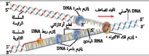 تضاعف DNA شبه المحافظ