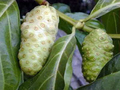 mengkudu or noni as a nantural cancer cure