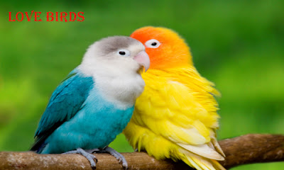 Behaviour of the Home Pet Lovebirds