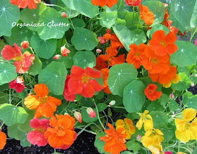 Cottage Garden - Nasturium