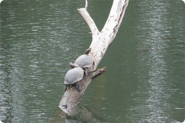 Turtles