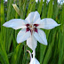 Gladiolus murielae