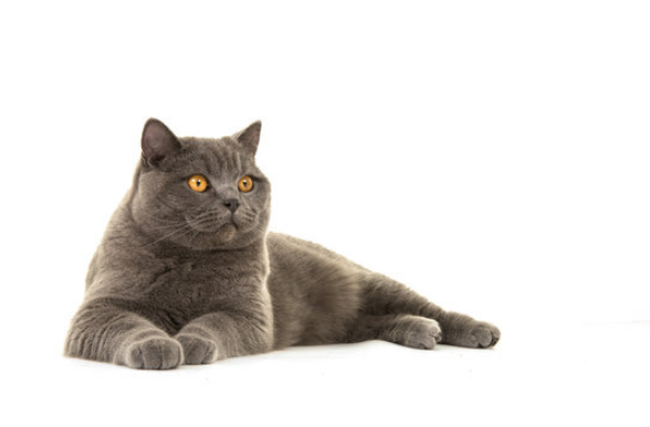 Check out 50 Cat Name Ideas