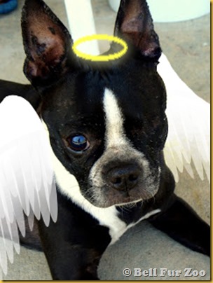 angel ginger-1 angel ginger-1