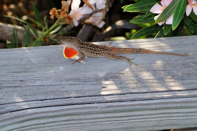 Male Brown Anole showing his frill.