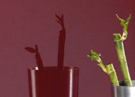 Variety of Colors in Lacquered Glass 3