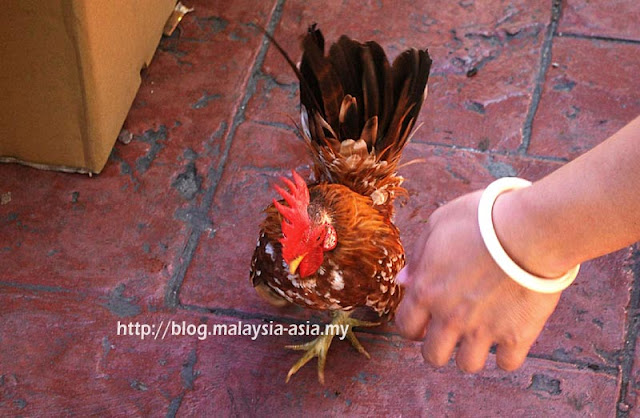 Ayam Serama Sabah