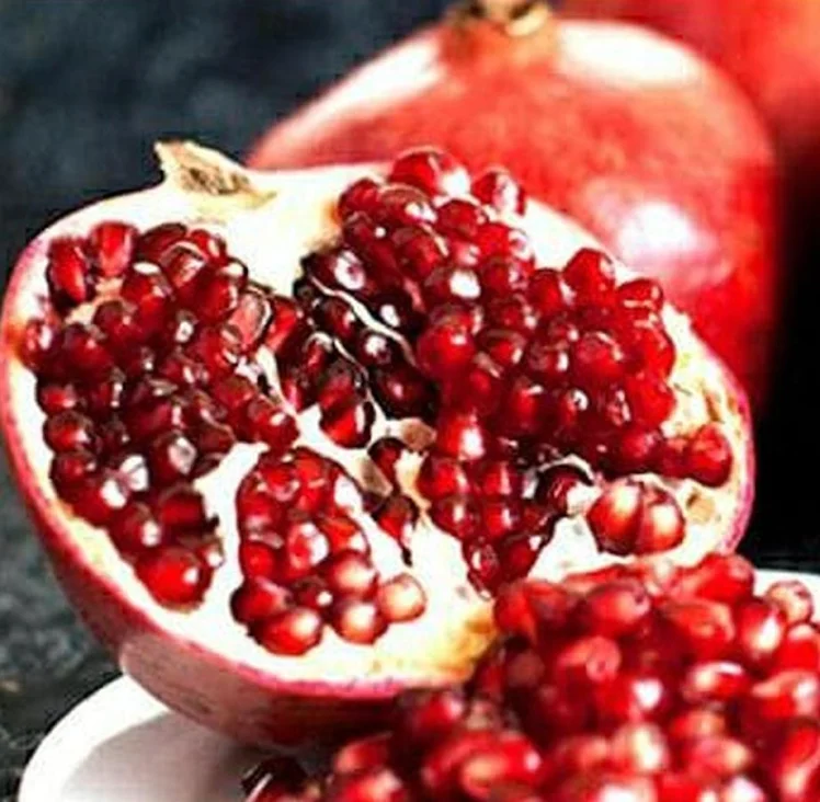 tanaman delima merah bibit biji lunak buah ruby pomegranate spanyol hasil cangkok cepat cepat berbuah Kalimantan Timur
