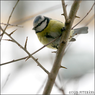 Zilzīlīte (Parus caeruleus)