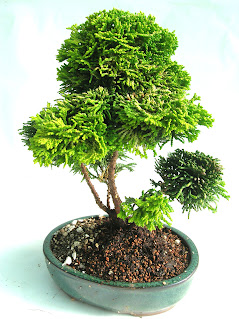 Cypress Bonsai for shaded gardens