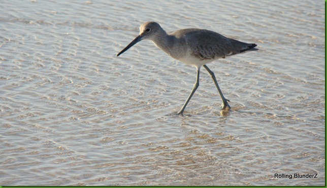 Willet