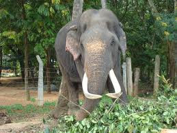 sri lankan elephant