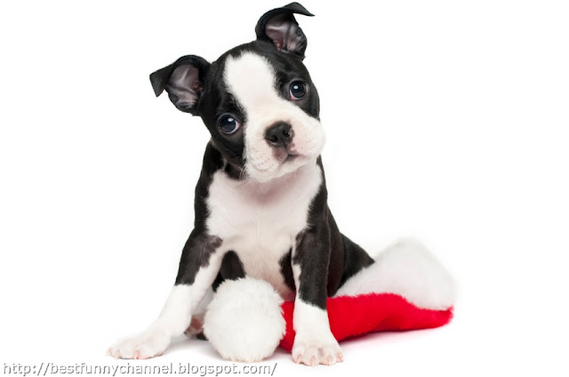 Very funny Christmas puppy. 