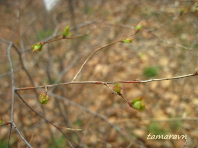 Смотрите также тему:  Спирея уссурийская / Таволга уссурийская (Spiraea ussuriensis)