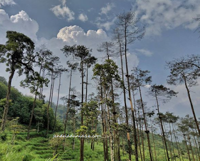 Menikmati Keindahan Alam Indonesia Dari Bukit Mendelem Pemalang