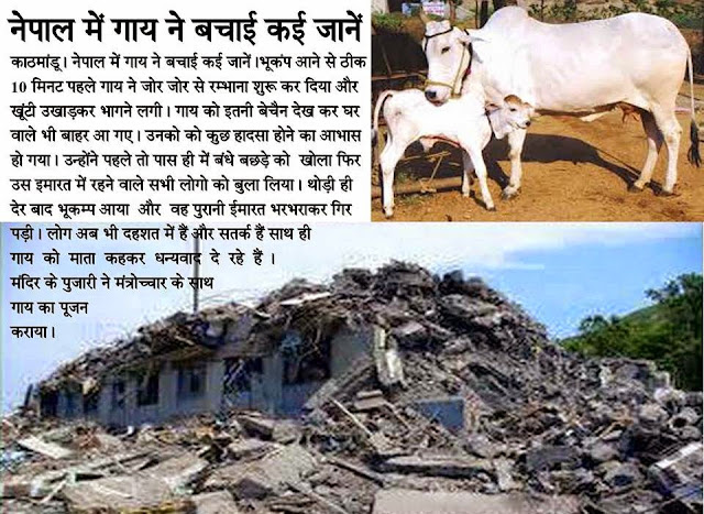 Earthquake happen due to Crimes on Cows