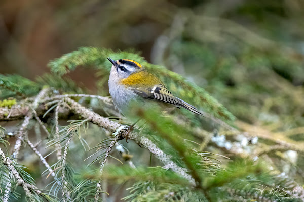 Firecrest