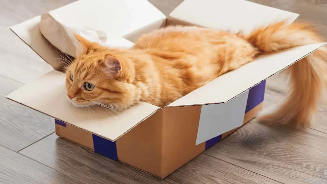 Cat enjoy cardboard