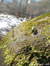 green ladybug by river