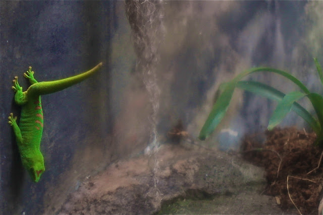 madagascar giant day gecko at the honolulu zoo in hawaii