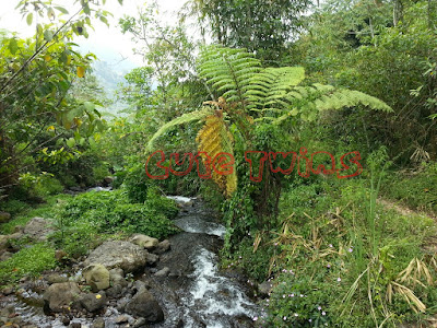 Bagaimana cara menuju Air Terjun Tancak Jember?