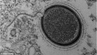 Related Science: Descubren un virus gigante desconocido congelado en el suelo de Siberia