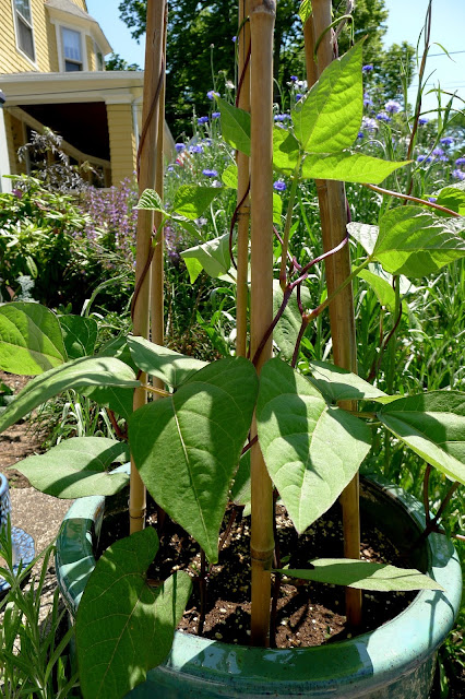 Trionfo Violetto, Phaseolus vulgaris, heirloom pole bean