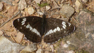 Limenitis camilla DSC120296