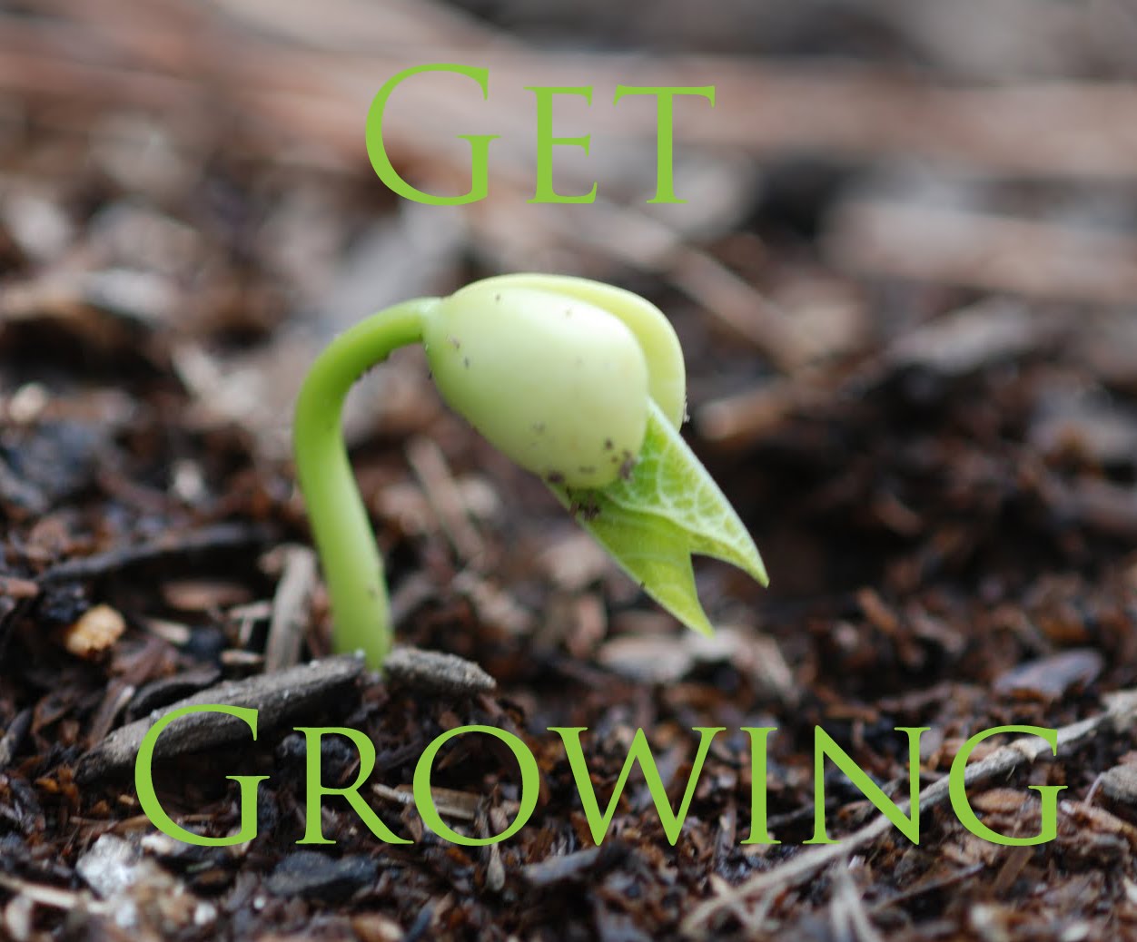 Vegetable Matter: Get Growing in June