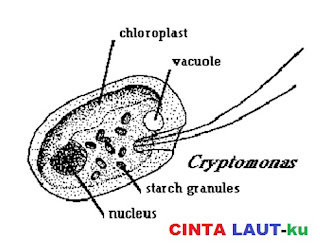  plankton chyrophyta