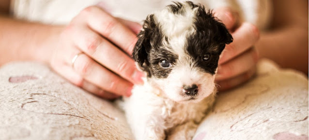 How To Take Care Of A Newborn Puppy Without Mother  , Watch for symptoms of hypoglycemia