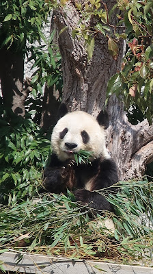 神戸市立王子動物園 パンダ タンタン