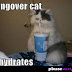 Hangover cat rehydrates