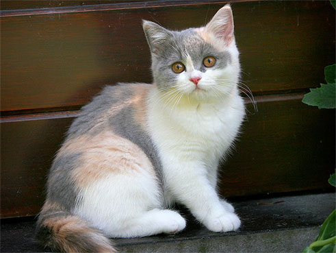 Chat british shorthair blanc