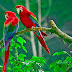 Download Parrot Hd Wallpaper 2020 Free Parrot Hd Wallpaper