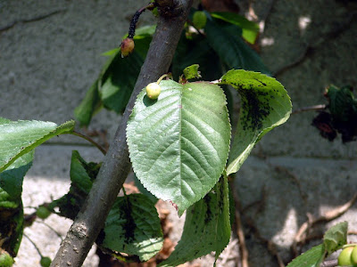 Close up of a cherry tree branch infested with blackfly