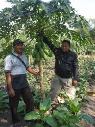 http://www.indonetwork.co.id/lestari_j4y4/2215514/pintu-harmonika-type-utama.htm