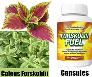 Forskolin Extract – Pure Forskolin Extract Review ~ Forskolin