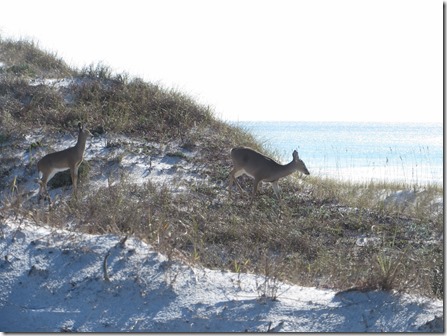 topsail_hil2